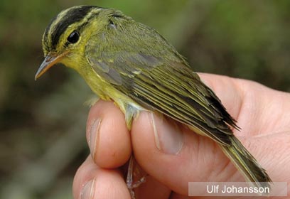 צילום: Swedish Museum of Natural History