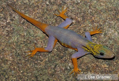 צילום: L.Lee Grismer