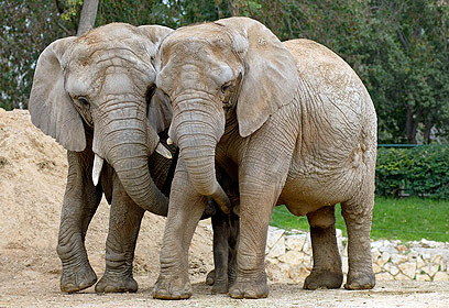 פילים בספארי בר"ג. מי יגיע להאכיל אותם? (צילום: טיבור יגר, ספארי ר"ג) (צילום: טיבור יגר, ספארי ר