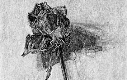 "ורד", 1992. עיפרון על נייר (איור: מיה זר)  (צילום: מיה זר) (צילום: מיה זר)