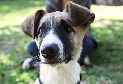 צילום: אימוץ כלב חתול