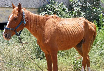 מוזנח, רעב ופצוע. הסוס שחולץ. לא שרד (צילום: ד"ר צביה מילדנברג, משרד החקלאות) (צילום: ד