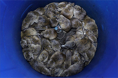 עכברושים שנתפסו לקראת הסעודה (צילום: רויטרס) (צילום: רויטרס)