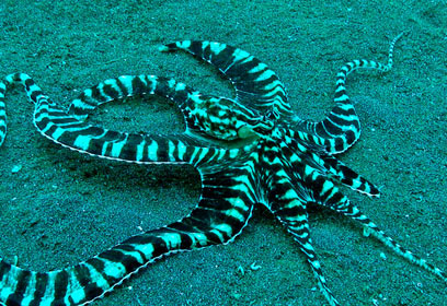 צילום: Rich Ross