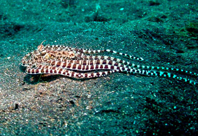 צילום: Rich Ross