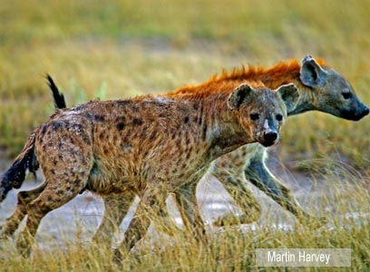 צילום: WWF-Canon צילום: WWF-Canon