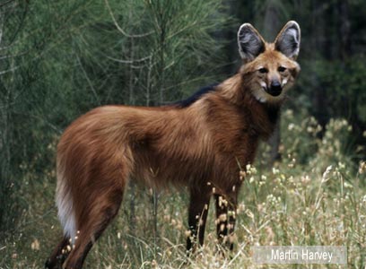 צילום: WWF צילום: WWF