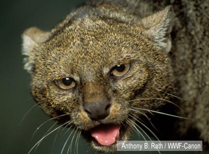 צילום: WWF-Canon צילום: WWF-Canon