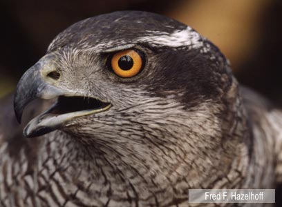 צילום: WWF-Canon צילום: WWF-Canon