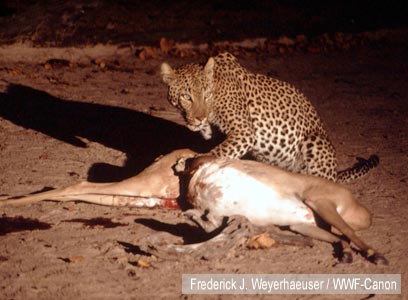 צילום: WWF-Canon צילום: WWF-Canon