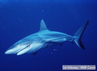 צילום: WWF-Canon צילום: WWF-Canon