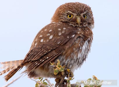 צילום: WWF-Canon צילום: WWF-Canon