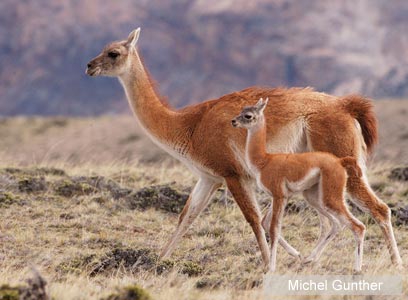 צילום: WWF-Canon צילום: WWF-Canon
