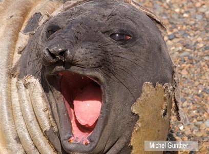 צילום: WWF-Canon צילום: WWF-Canon