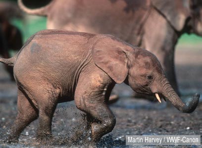 צילום: WWF-Canon צילום: WWF-Canon