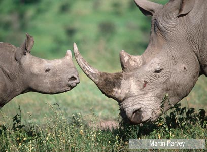 צילום: WWF-Canon צילום: WWF-Canon