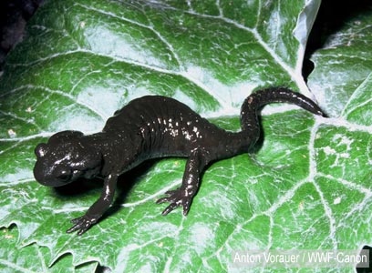 צילום: WWF-Canon צילום: WWF-Canon