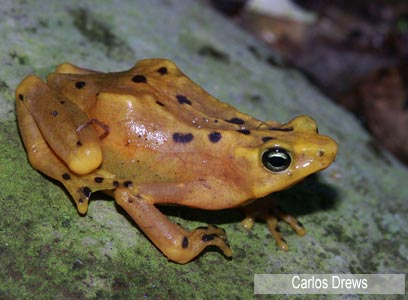 צילום: WWF-Canon