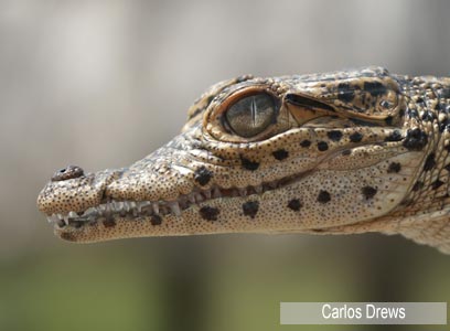 צילום: WWF-Canon צילום: WWF-Canon