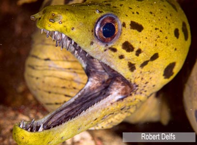 צילום: WWF-Canon צילום: WWF-Canon