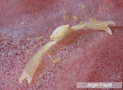 צילום: WWF-Canon צילום: WWF-Canon