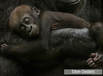 צילום: WWF-Canon צילום: WWF-Canon