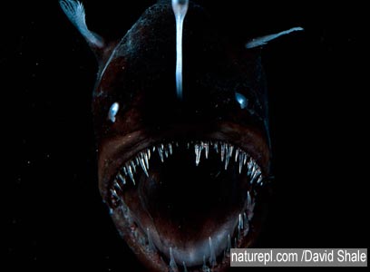 צילום: WWF צילום: WWF