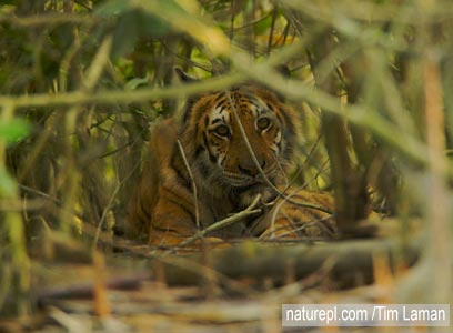 צילום: WWF-Canon צילום: WWF-Canon