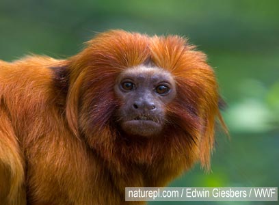 צילום: WWF-Canon צילום: WWF-Canon