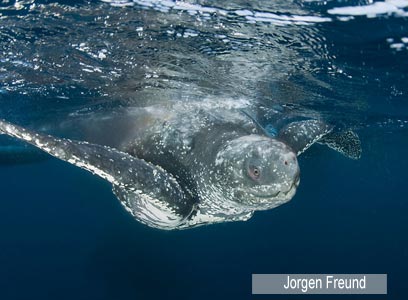 צילום: WWF-Canon צילום: WWF-Canon