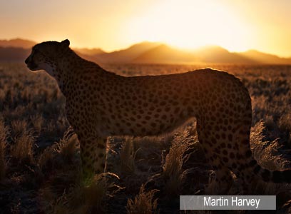 צילום: WWF-Canon צילום: WWF-Canon