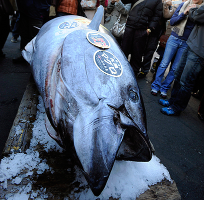 הדג האומלל. "לא רציתי שיוציאו אותו מחוץ למדינה" (צילום: EPA) (צילום: EPA)
