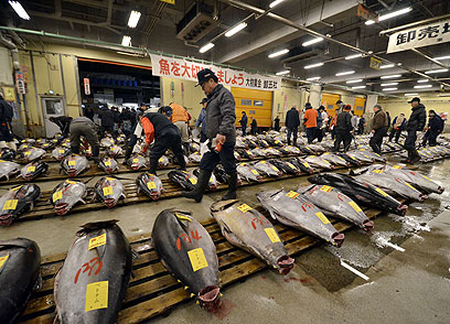מצא את ההבדלים. עוד דגי טונה בשוק (צילום: AFP) (צילום: AFP)