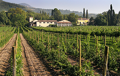 נוף מרהיב ויין מצוין (צילום: Giampaolo Mascalzoni) (צילום: שרית סרדס טרוטינו) (צילום: שרית סרדס טרוטינו)