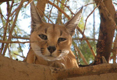 צילום: בועז רביד – קיבוץ חצור