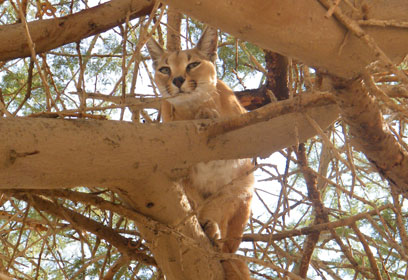 צילום: בועז רביד – קיבוץ חצור