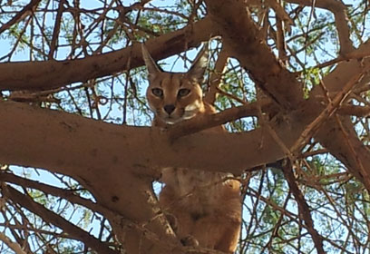 צילום: יוסי מוצ'ניק, מושב עידן