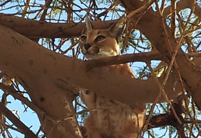 צילום: יוסי מוצ'ניק, מושב עידן