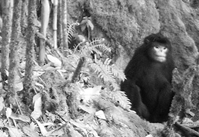 צילום: Fauna & Flora International, BANCA and PRCF