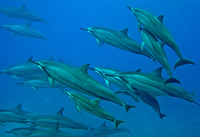 צילום: Paulphin Photography