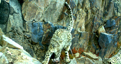 צילום: Panthera/FFI צילום: Panthera/FFI