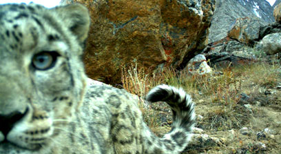 צילום: Panthera/FFI צילום: Panthera/FFI