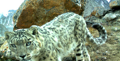 צילום: Panthera/FFI צילום: Panthera/FFI