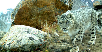 צילום: Panthera/FFI צילום: Panthera/FFI