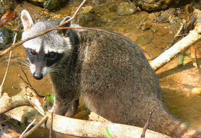 צילום: אמיר גור
