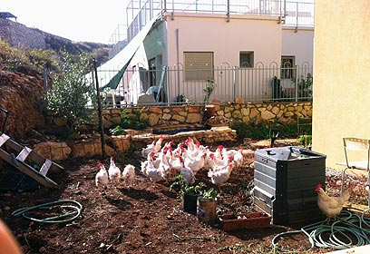 צילום: עמית לוי צילום: עמית לוי