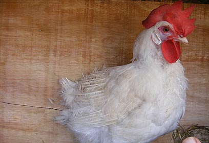 צילום: עמית לוי צילום: עמית לוי