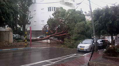 עץ שקרס חסם את הכביש בראשון לציון (צילום: אולג) (צילום: אולג)