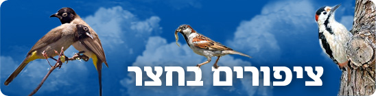 צילום: יהודה כץ, דני לרדו, ישראל פיכמן