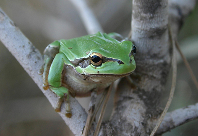 צילום: דותן רותם, רשות הטבע והגנים